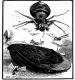 THE SPIDER AND THE FLIES! (A TALE OF THE TURF, ) {See Sketch,