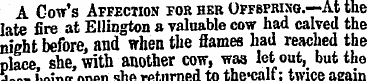 A Cow's Affection for her Offspring.—At ...