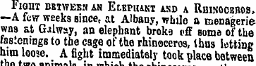 Fight ubtweeh an Elephant asd a Rhinocbb...