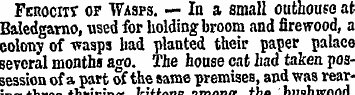 Ferocit* of Wasps. — In a small outhouse...
