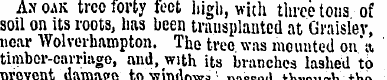 An oak tree forty toot high , with three...
