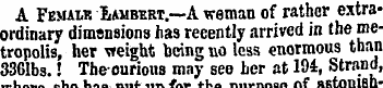 A Femalis Lambert.—A weman of rather ext...