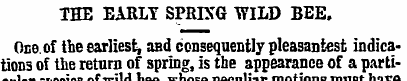 THE EARLT SPRING WILD BEE. One.of the ea...