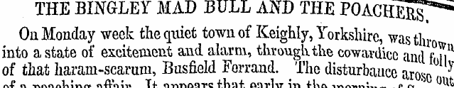 THE BINGLEY MAD BULL AI\ T D THE POACHER...