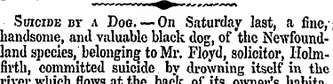 Suicide nr a Dog. —On Saturday last, a f...
