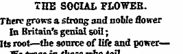 THE SOCIAL FLOWER. There grows a strong ...