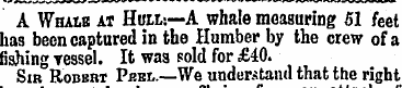 A Wham at Hulls—A whale measuring 51 fee...
