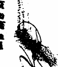 m * - * *S * , * %. * !¦ ik "tv ^^W '**a...