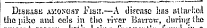 ^ i Djskasb amongst Fish.—A disease has aUacl.eil the piko and eels in tho viver liavrov. - , ihirinjr the